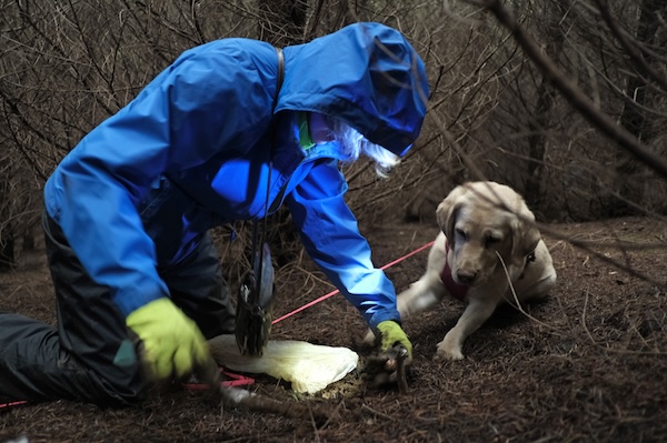 A truffle hunting dog finds a truffle in the Oregon forest. Photo by David Barajas
