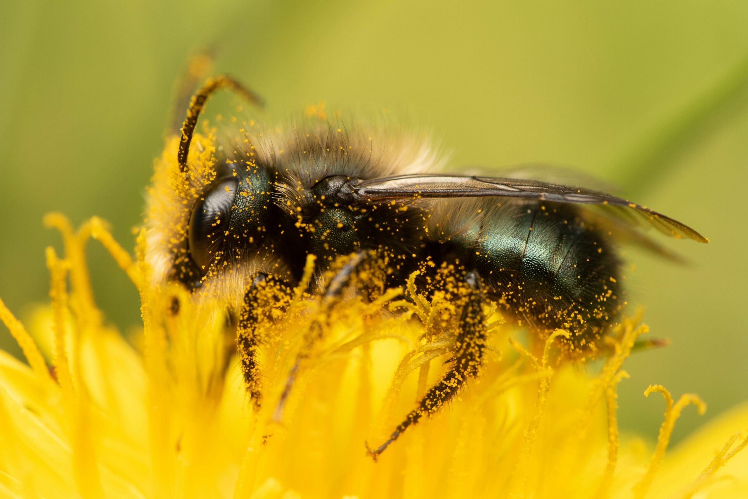 Mason Bees